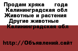 Продам хряка 1.5 года - Калининградская обл. Животные и растения » Другие животные   . Калининградская обл.